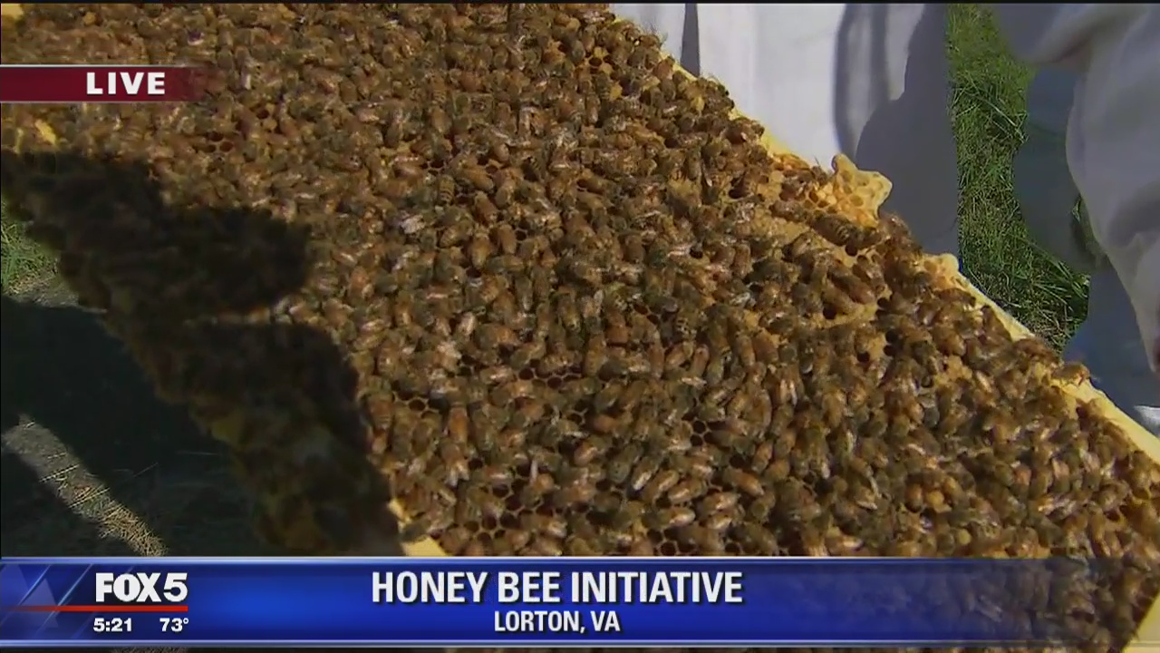 George Mason creates bee sanctuary in Lorton