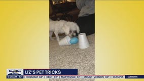Liz's Pet Tricks for Friday, May 20