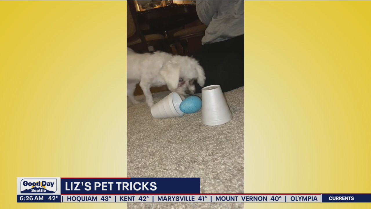 Liz's Pet Tricks for Friday, May 20