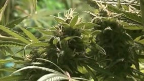 U.S. to reclassify marijuana as less dangerous drug