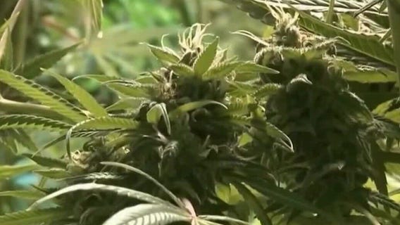 U.S. to reclassify marijuana as less dangerous drug
