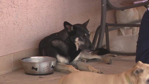 Phoenix animal rescue in need of AC units