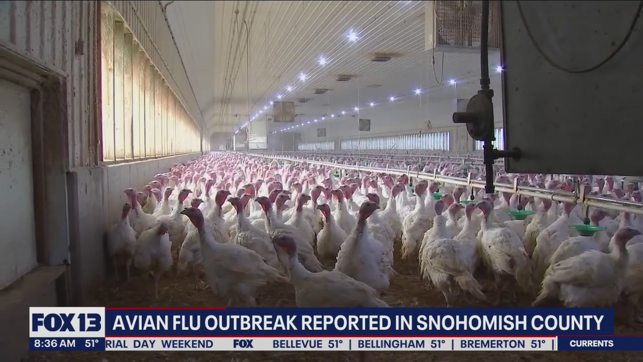 Avian flu outbreak reported in Snohomish County