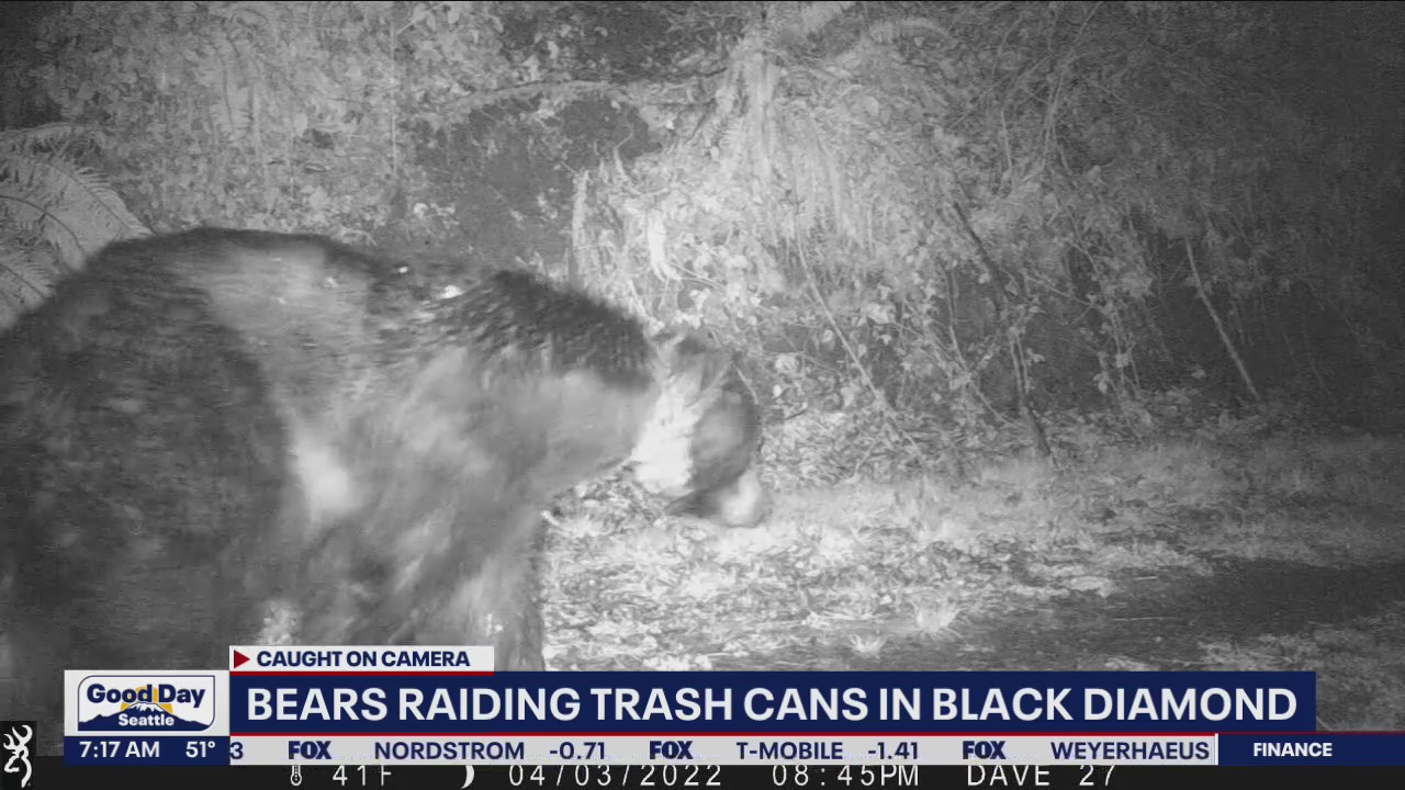 Bears raiding trash cans in Black Diamond