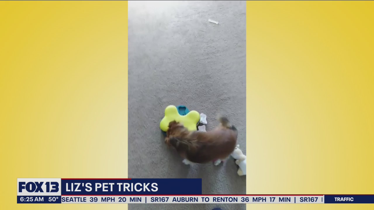 Liz's Pet Tricks for Tuesday, May 31