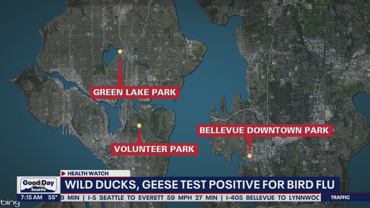 Wild ducks, geese test positive for bird flu