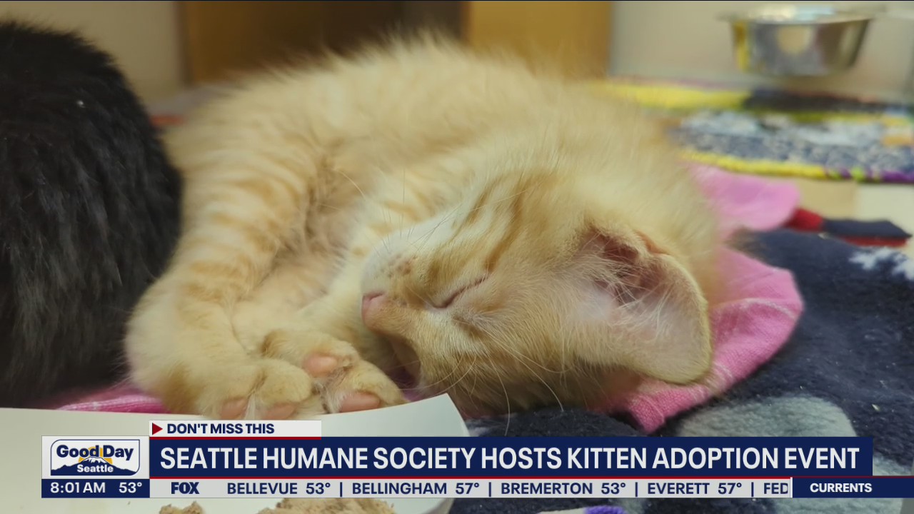 Seattle Humane Society hosts kitten adoption event