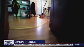 Liz's Pet Tricks for Thursday, June 2