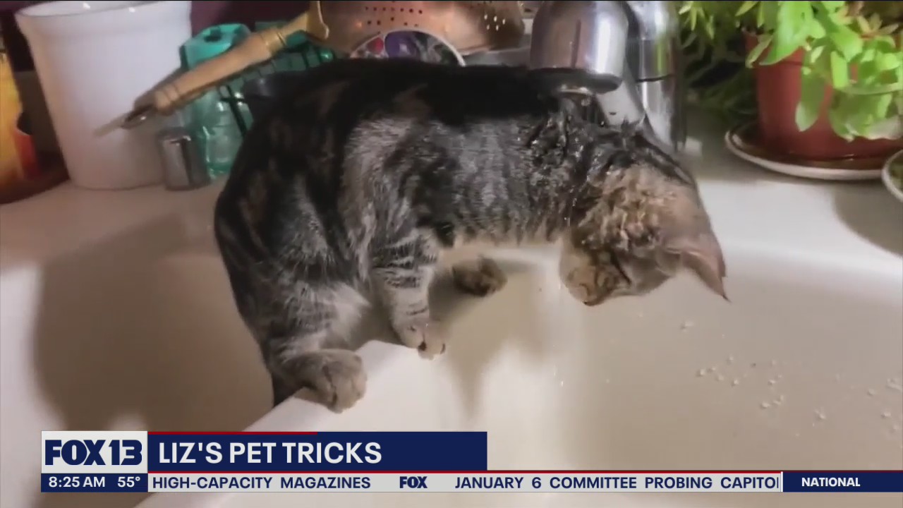 Liz's Pet Tricks for Friday, June 3