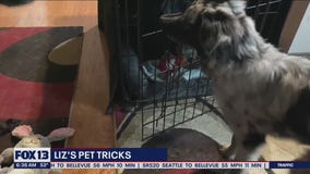 Liz's Pet Tricks for Wednesday, June 1