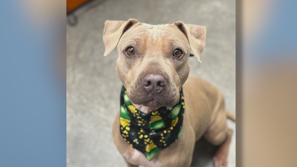 Dog rescued from Lookout Mountain ready for adoption