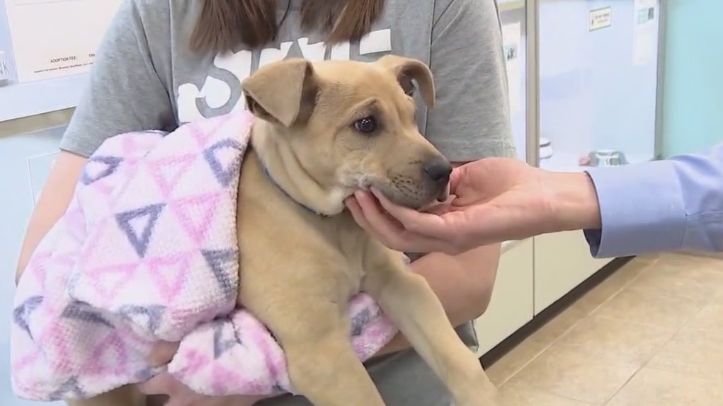 AAWL adopting out pets a year and older for free