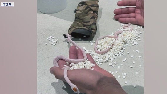 Snakes cause a hiss when discovered by TSA agents