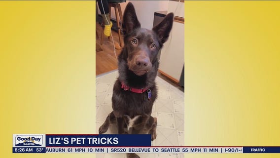 Liz's Pet Tricks for Monday, June 6