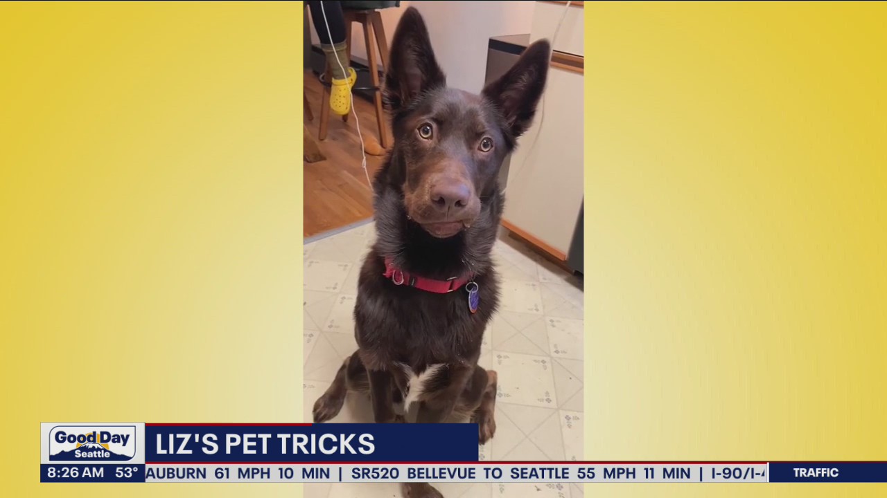 Liz's Pet Tricks for Monday, June 6