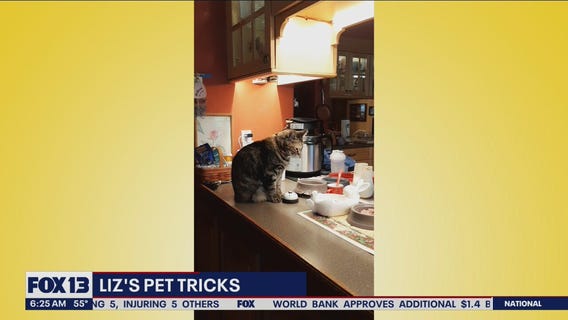 Liz's Pet Tricks for Tuesday, June 8