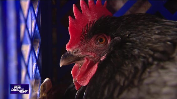 Searching for high-egg price solutions | West Coast Wrap