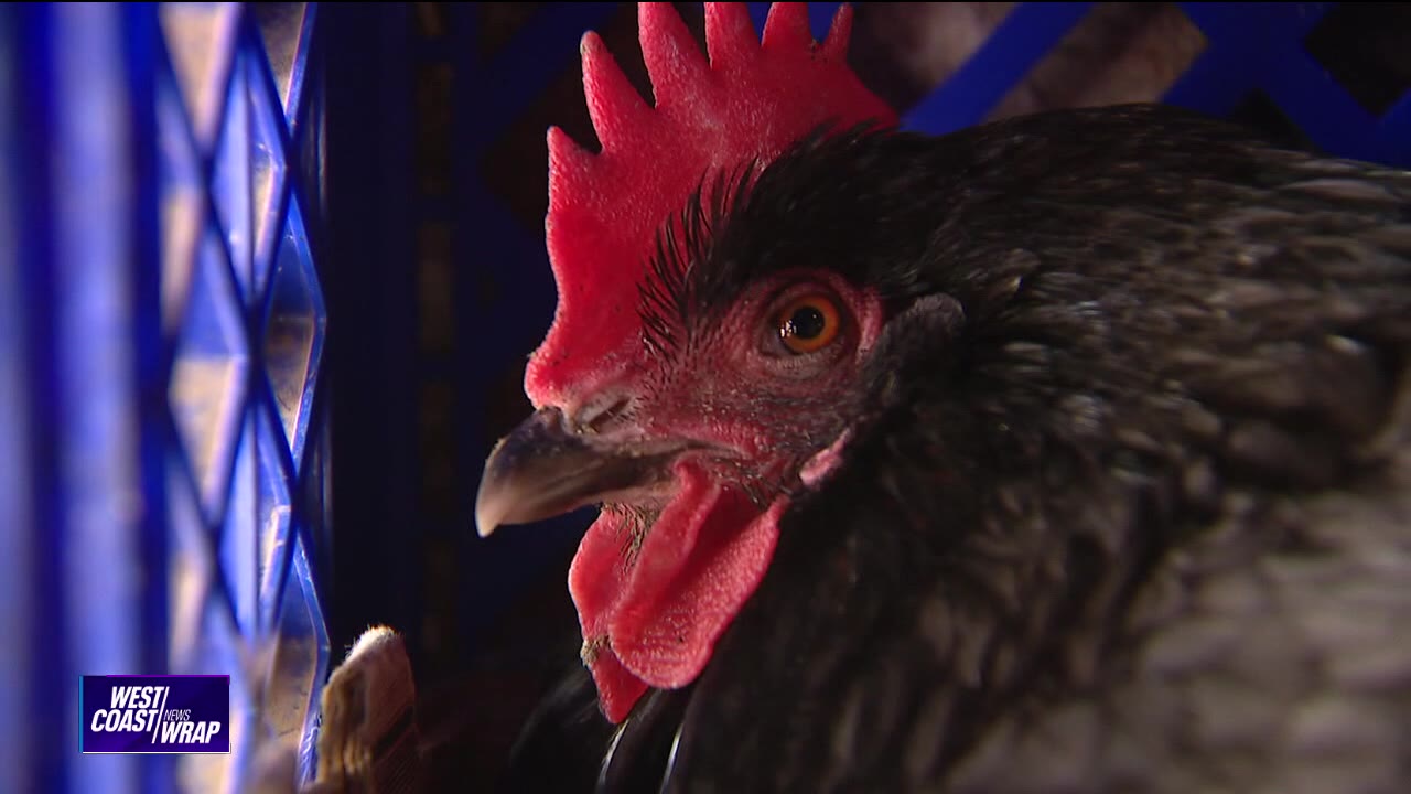 Searching for high-egg price solutions | West Coast Wrap