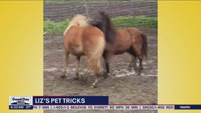 Liz's Pet Tricks for Friday, June 10