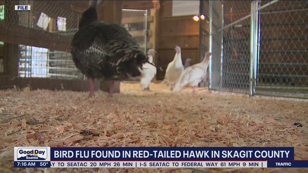 Bird flu found in Red-Tailed hawk in Skagit County