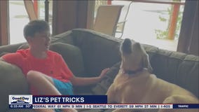 Liz's Pet Tricks for Wednesday, June 15