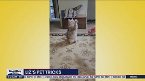 Liz's Pet Tricks for Tuesday, June 14