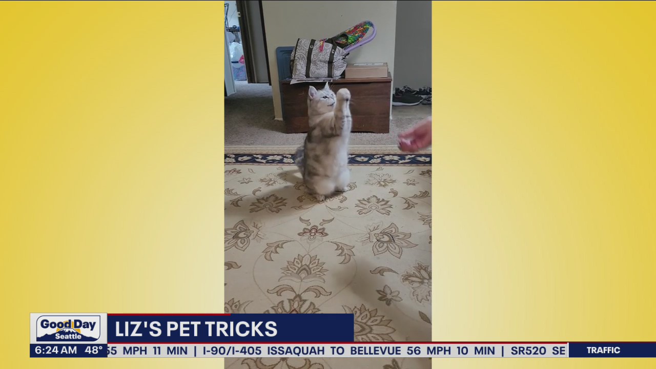 Liz's Pet Tricks for Tuesday, June 14