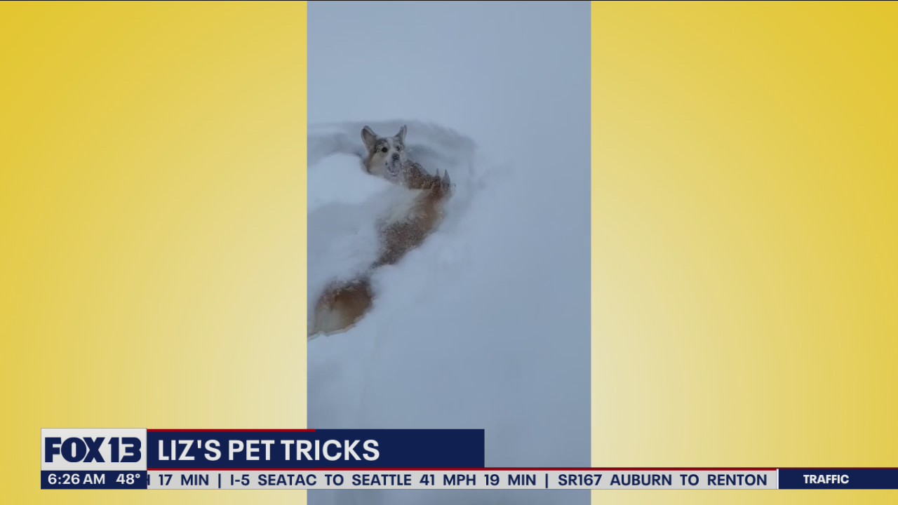 Liz's Pet Tricks for Monday, June 13