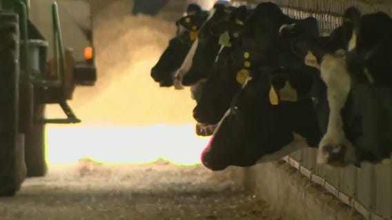 Bird flu outbreak spreads through dairy herds