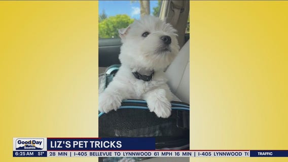 Liz's Pet Tricks for Thursday, June 16