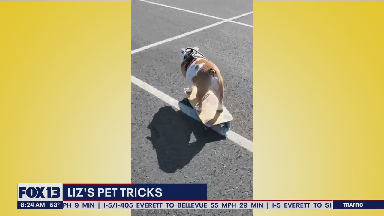 Liz's Pet Tricks for Monday, June 20