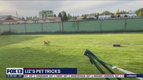 Liz's Pet Tricks for Friday, June 17