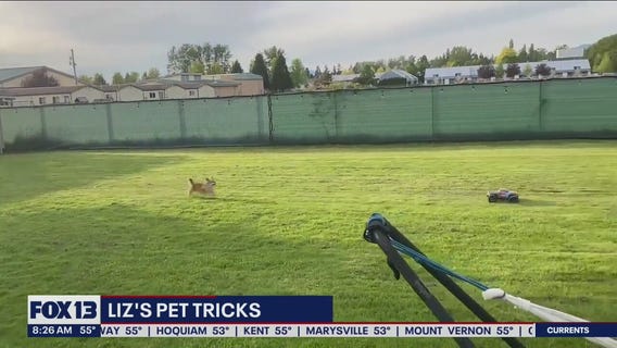 Liz's Pet Tricks for Friday, June 17