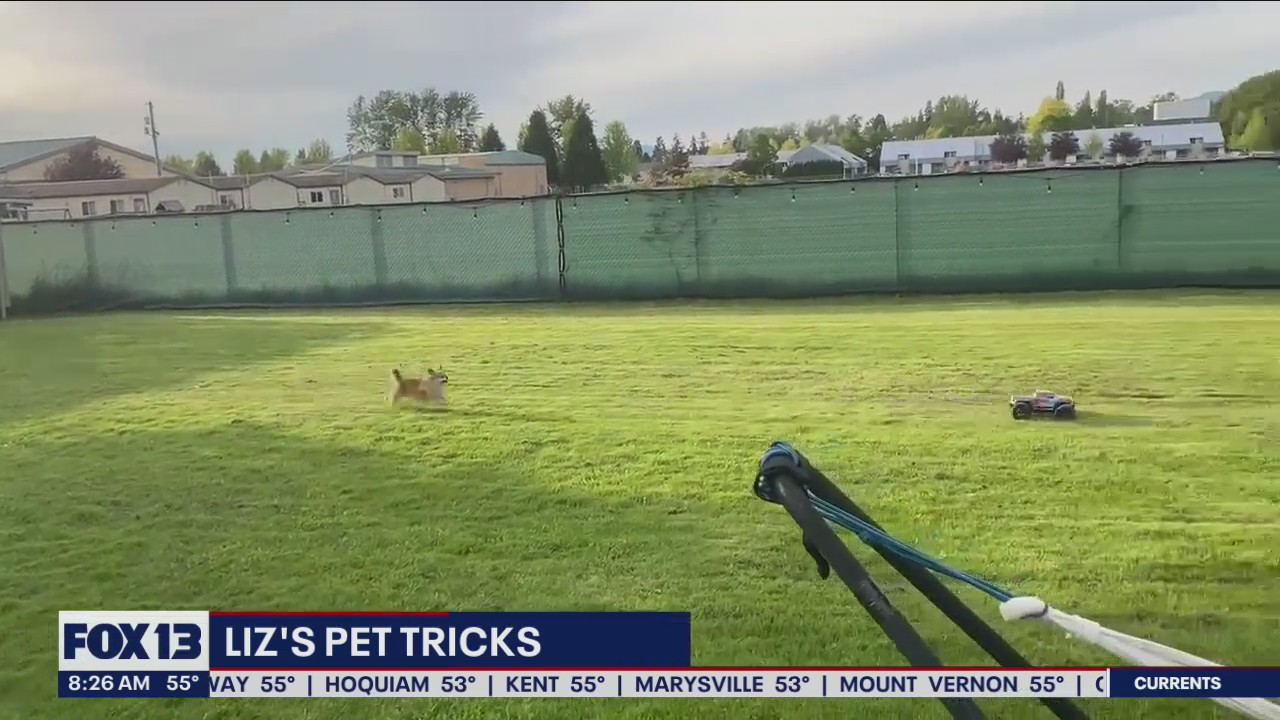 Liz's Pet Tricks for Friday, June 17