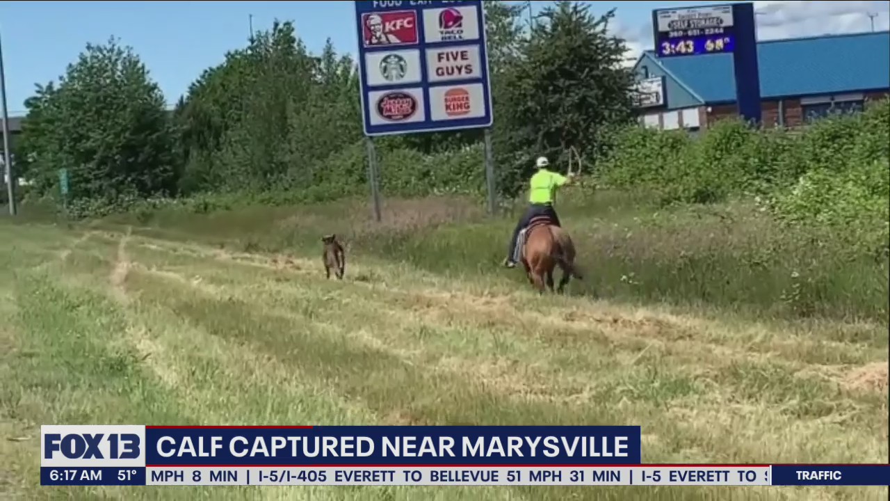 Officials had to lasso a cow that got loose on I-5 Wednesday
