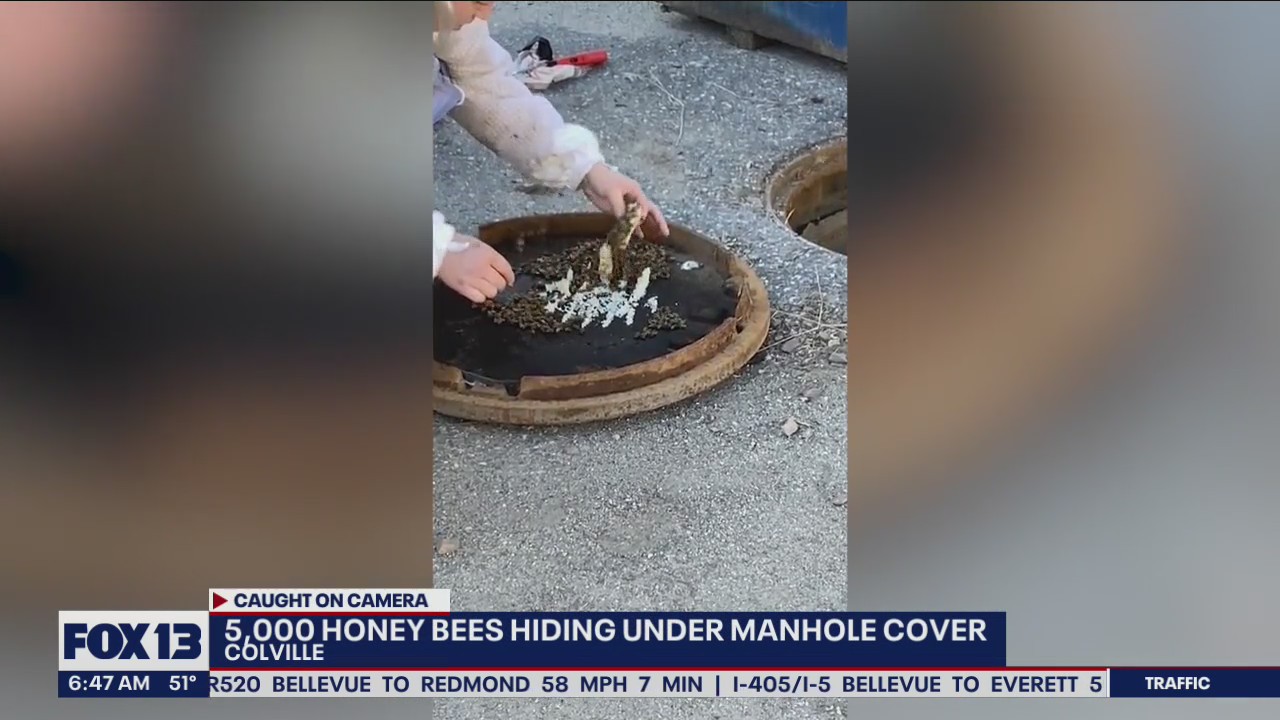5,000 honey bees found hiding under a manhole cover in Colville