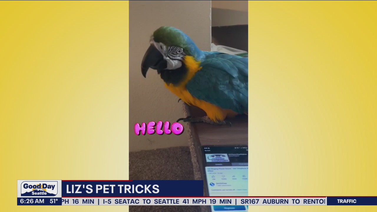 Liz's Pet Tricks for Thursday, June 23
