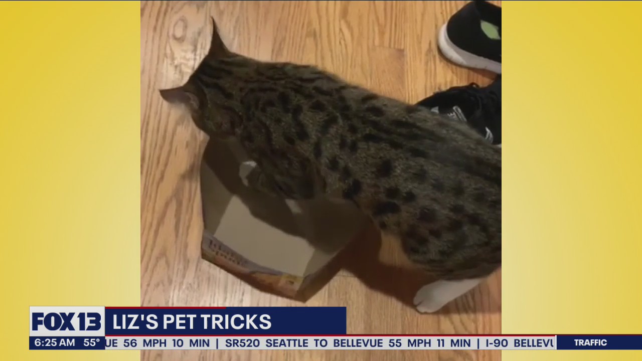 Liz's Pet Tricks for Tuesday, June 28