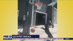 Liz's Pet Tricks for Wednesday, June 29