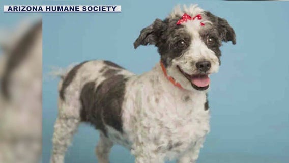 Phoenix pup is a 'Dirty Dogs' finalist in competition