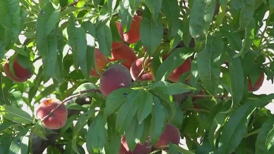 U-Pick Peaches event runs at Vertuccio Farms
