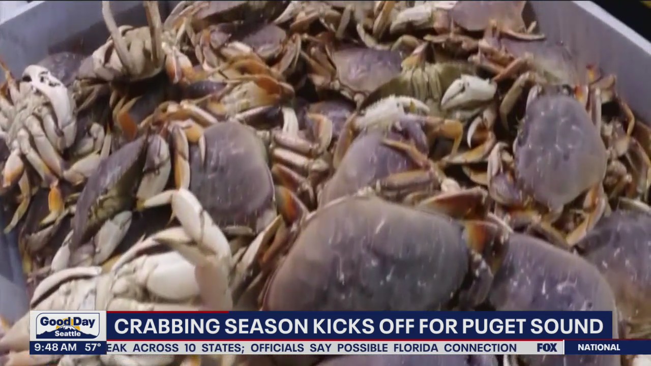 Crabbing season kicks off for the Puget Sound