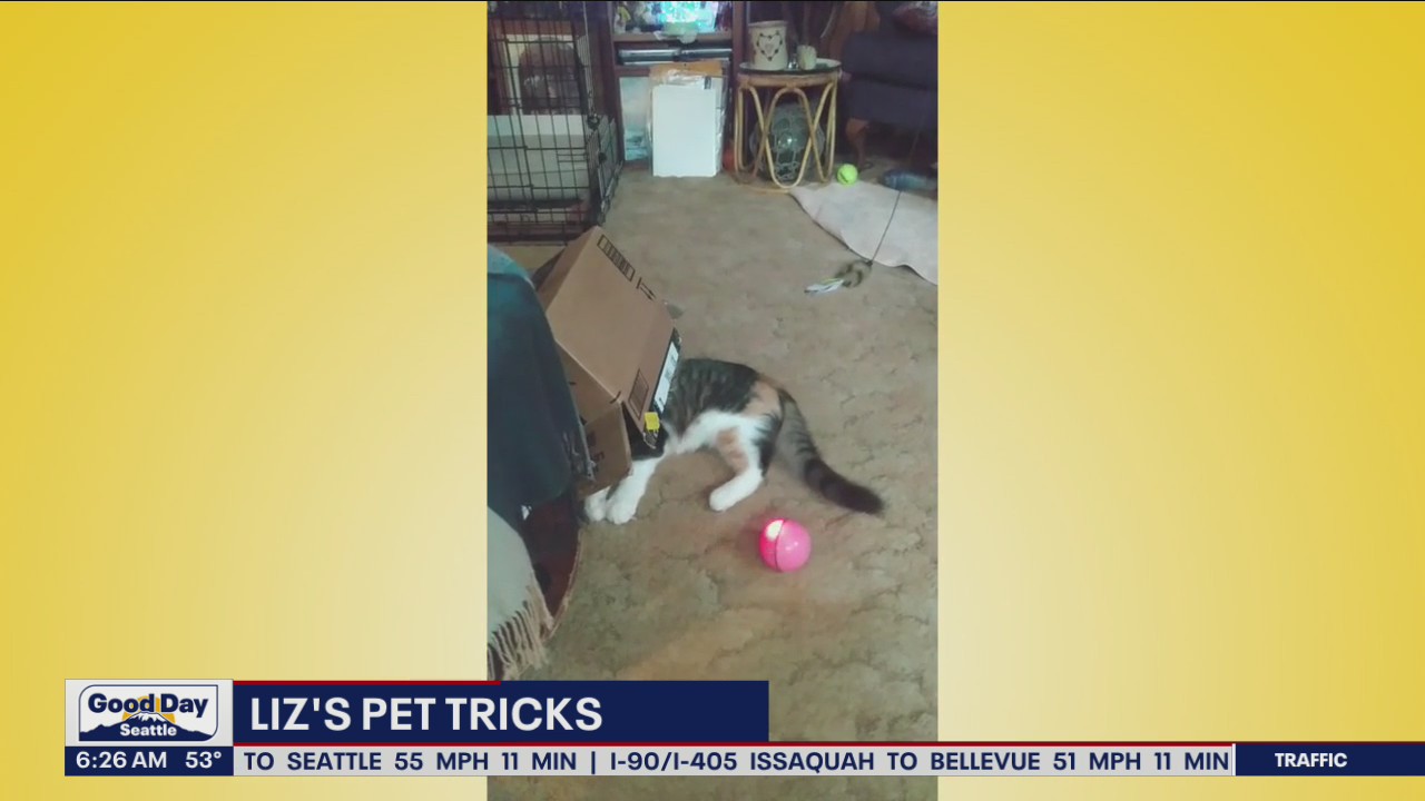 Liz's Pet Tricks for Tuesday, July5