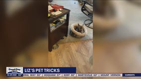 Liz's Pet Tricks for Friday, July 1