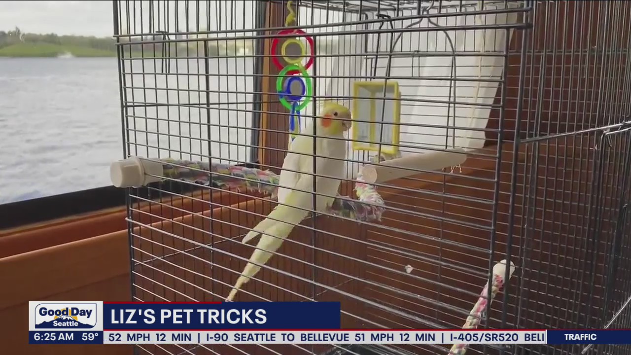 Liz's Pet Tricks for Thursday, July 7