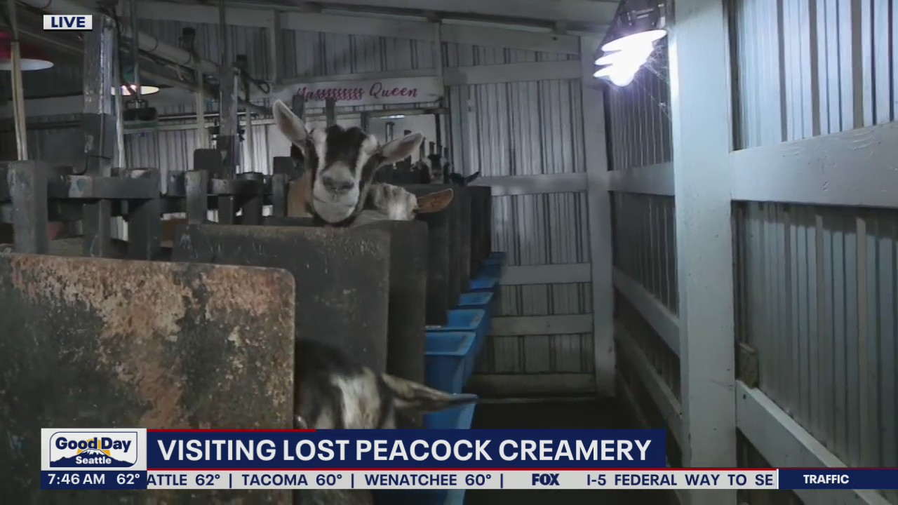 Visiting Lost Peacock Creamery