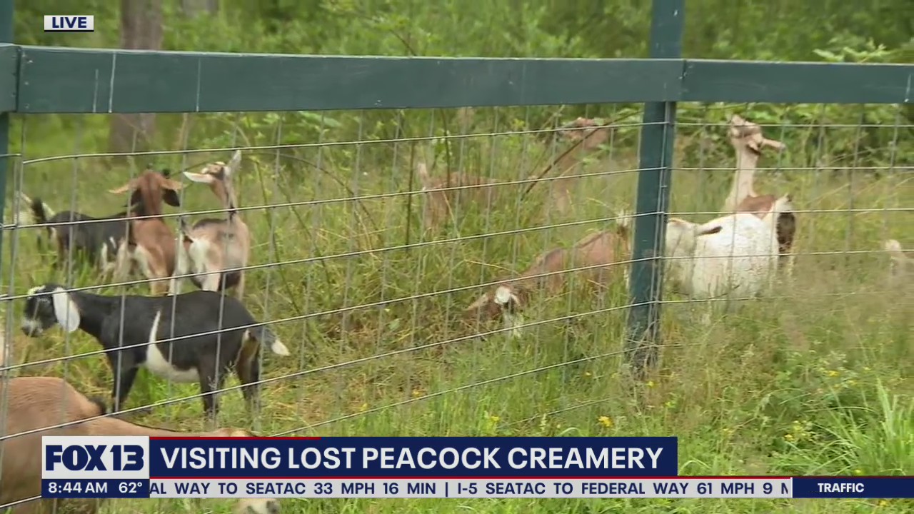 Good Day Seattle visits a goat farm in Olympia