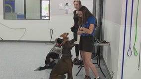 Dog Training Elite helps dog owners bond with their pup