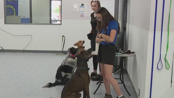 Dog Training Elite helps dog owners bond with their pup