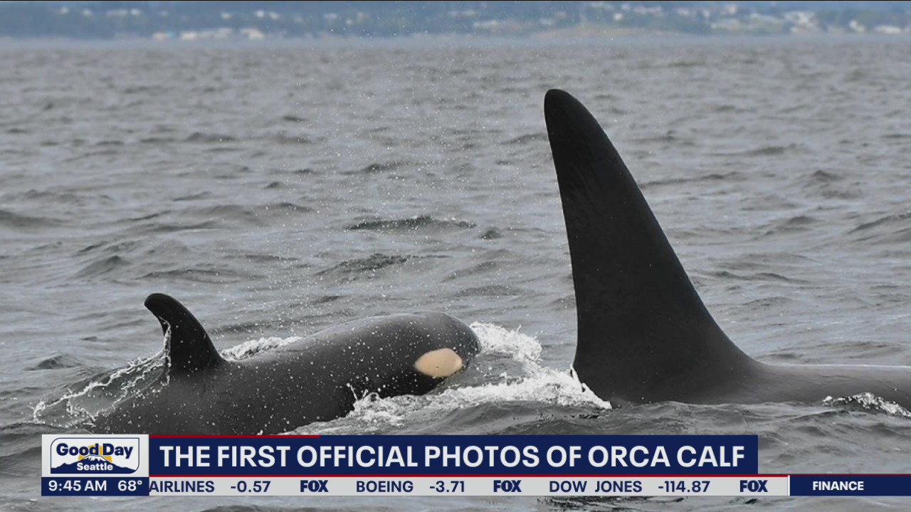The first official photos of orca calf